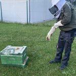 Mein erster Bienenschwarm