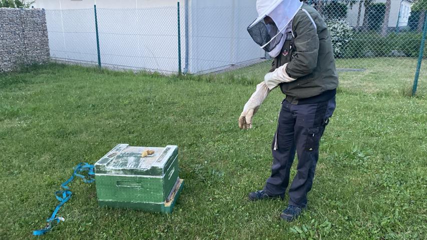 Du betrachtest gerade Mein erster Bienenschwarm
